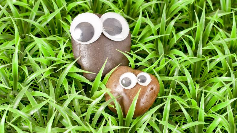 2-Pet-Rock