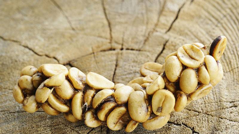 Kopi Luwak