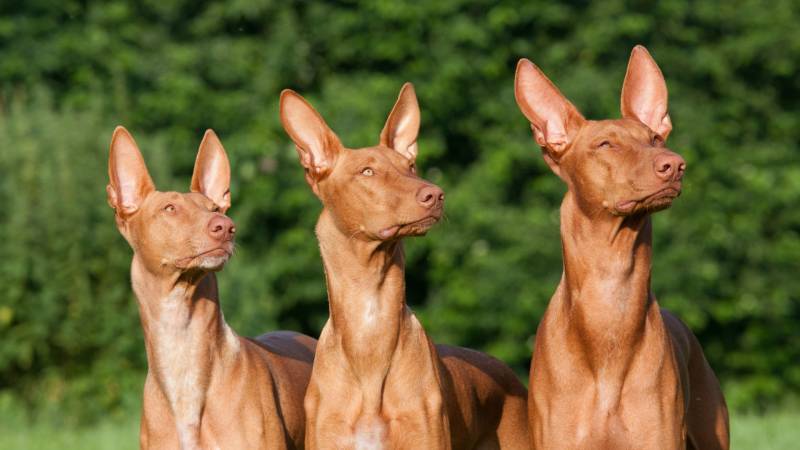 Lenkadan / Shutterstock.com